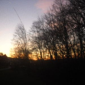 Morning dawning in my yard.