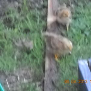 Chickies doing chicky things.