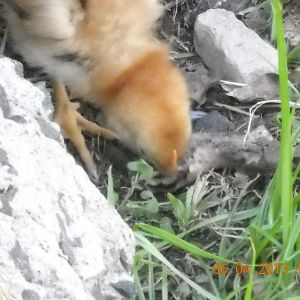 Chicky on the hunt.