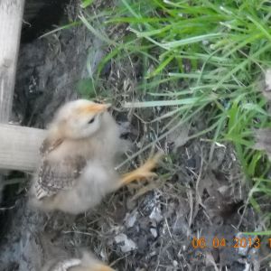 Just a cute chick.