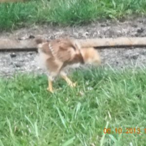 Chick on the look-see.