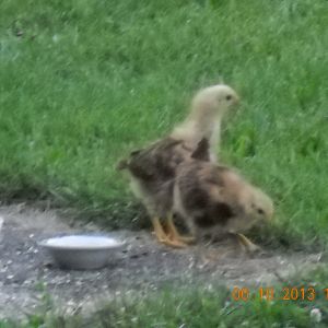 Babies learning life.