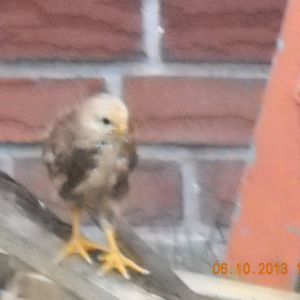 Chicky on my wood pile.