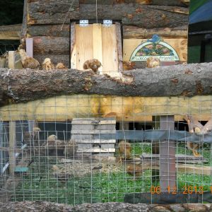 More chicks checking out new territory.