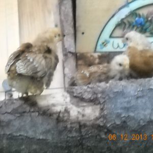 They are just do cute!!!