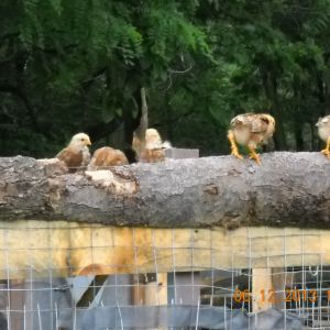 Chicks getting a clue.