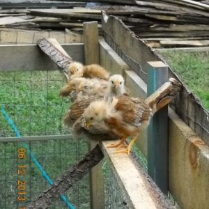 Chicks at 3 weeks old.