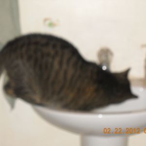 Silly cat.