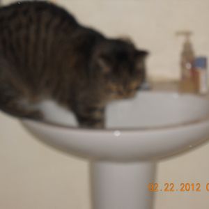 He washes his paws after using his litter box, too.