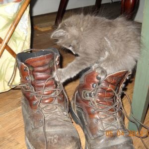 Kitty boots?