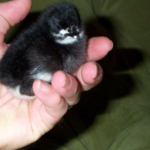 The one that looks like a penguin.
