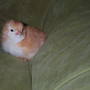 Baby Chick
