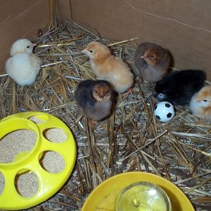 6 chicks hatched June 22-24 2013