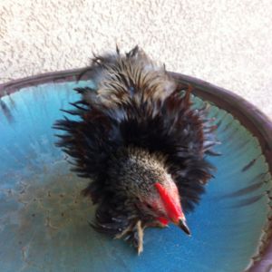 Do not know what type of bantam Cochin Frizzle I have here as his markings are tough to match up to photos of adult roosters I see online.