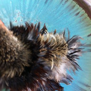 Close up of back feathers.  Still has some down and his tail is just beginning to come in.