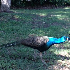 my 2 year old India Blue male