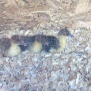 Muskovey Ducklings