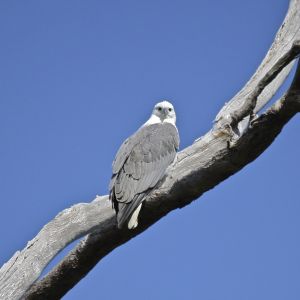 Our resident sea eagle. Keeping an eye on my chickens.
