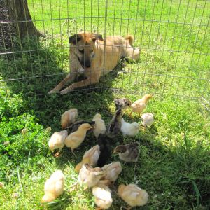 Champ watches over the chicks.