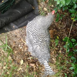 Barred rock, 16 weeks, no crowing, slightly darker leg wash, smaller than the other BR, but tale starting to curl over