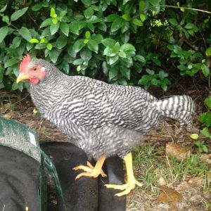 Barred Rock from above, side profile