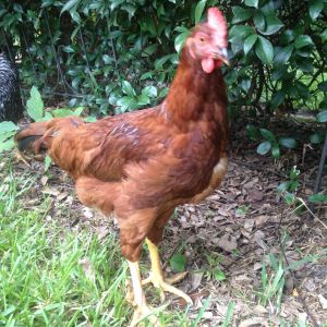 This is another of RIR #2 that I'm hoping is a female, even though it has large red wattles and comb at 16 weeks.