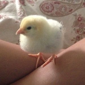 My chick started exploring...