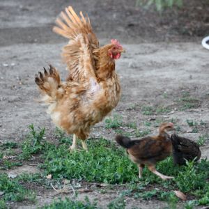 Mamma Lucy and Baby Eddy
June 2013