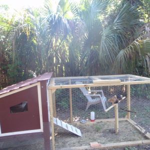 Side view, chicks perched in center, run attached. Moved chicks in at 2 weeks old. They are loving life.