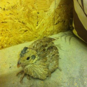 what colour bobwhite is this
