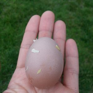 First egg!  Our girl Jacobean is an Isa Brown.  Although her diet has been of lower protein she still gave us an early egg.  15-16 weeks.