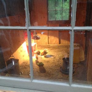 Move in day at 6 weeks.  Getting ready for first night.  Recycled windows. From house 1847.   Helps the coop fit into the rest of the home.  Will be interesting to assess choice during New England winters....when the single panes were installed in.  The house, it was chilly.  The hand made wavy glass really fits in with the farm house architecture.