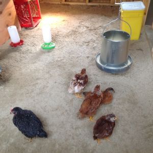 Move in day.  Light source kept on for a few more weeks to get past the cool evenings.  They were ready to escape the brooder and confines of the barn.  Since have installed roosting boards and an external nesting box...maximizing indoor open square footage.  At 6' X 12' there is plenty of room for the 5 hens and 3 silkies.  Used sand for the flooring.  Highly satisfied.  Hanging the feeder cut down on waste and definitely stays much cleaner.  Hanging waterer not successful...ended up installing cinder blocks and resting the waterer on it.