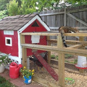 This coop was built out of an old dog house that was rotting behind our shed, a little paint and elbow grease goes a long way.