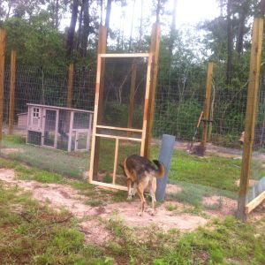 Fred inspects the screen door.  Its not installed yet, Fred!
