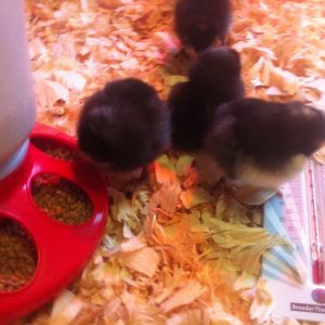 3 days old