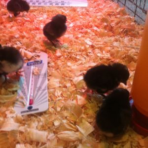 3 days old