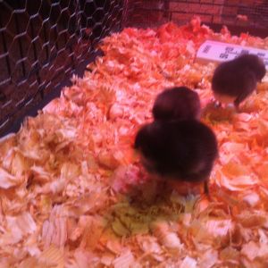 3 days old