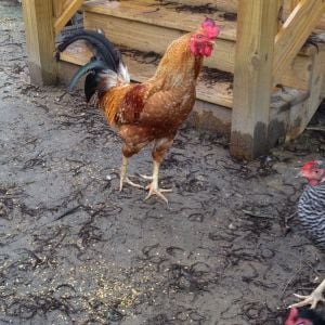 This is Rooster... He is a gentleman to his chickens and takes real good care of them!