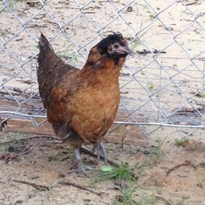 Another new girl, not quite sure what she is yet. Very timid though and kinda keeps to herself