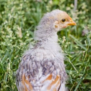 5 Week - BLR Wyandotte - Splash