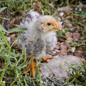 5 Week - BLR Wyandotte - Splash