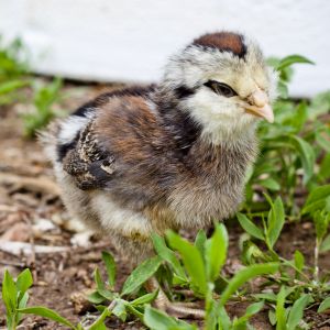 1 Week - Easter Egger