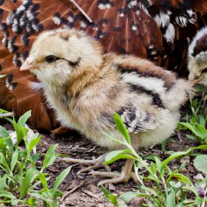 1 Week - Easter Egger