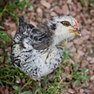 5 Week - Easter Egger