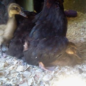 Broody hen with ducklings