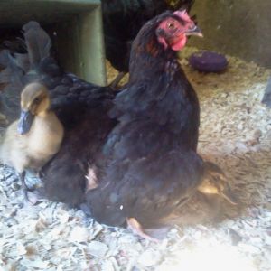 Broody Copper Marans Hen with Ducklings