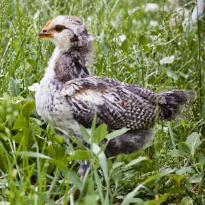 5 week - Easter Egger