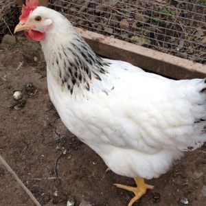 *
my new light sussex chuck,,,gerty...looking very handsome