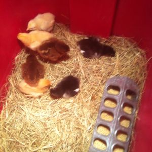 Buff, partridge, jersey chicks a couple days old